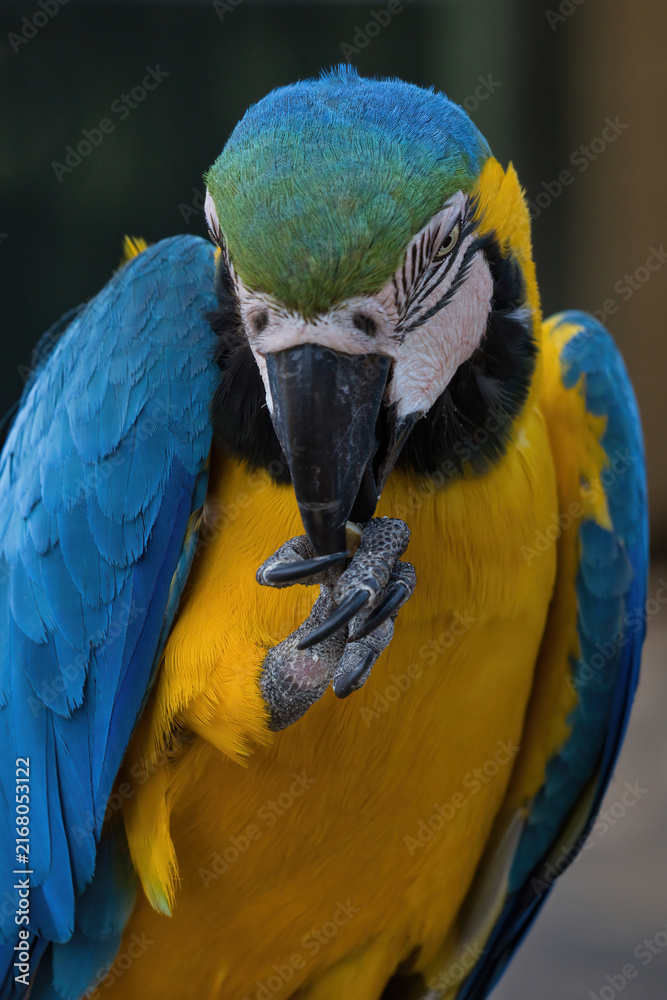 Fototapeta premium A vibrant blue-and-yellow macaw, Ara ararauna, uses its powerful beak to groom its sharp claws, captured in a detailed close-up shot against a soft background.