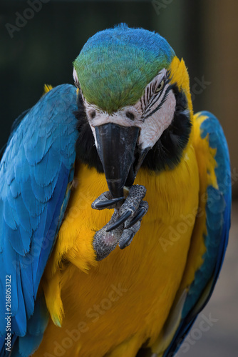 A vibrant blue-and-yellow macaw, Ara ararauna, uses its powerful beak to groom its sharp claws, captured in a detailed close-up shot against a soft background.