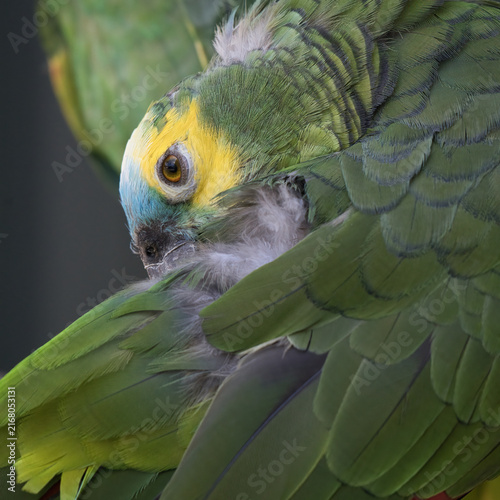 A blue fronted amazon parrot, Amazona aestiva, preening its green wing feathers, showcasing its distinct yellow and blue head markings in a detailed close-up shot.