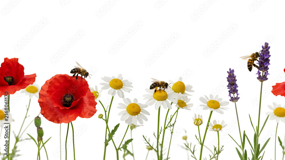 Fototapeta premium Colorful wildflowers blooming in a sunny meadow.
