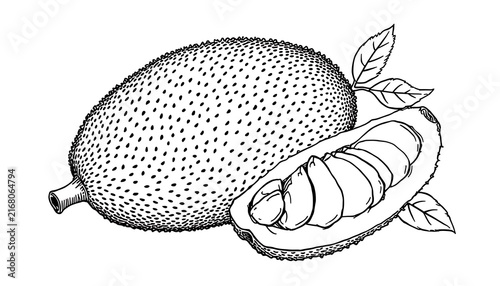 Jackfruit line art illustration, whole and sliced tropical fruit sketch on white background