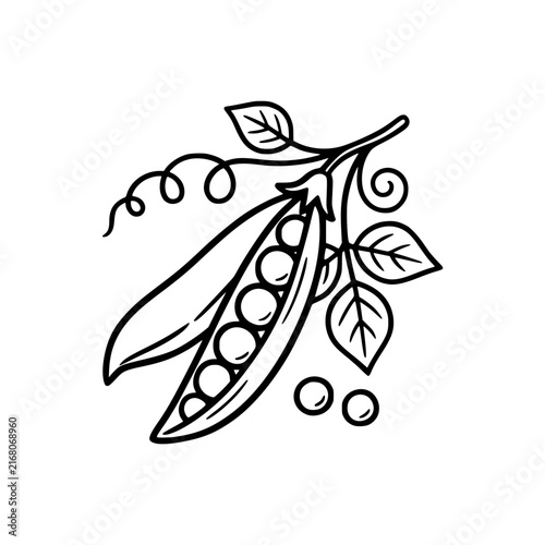 Hand drawn illustration of a pea pod with leaves and tendrils.
