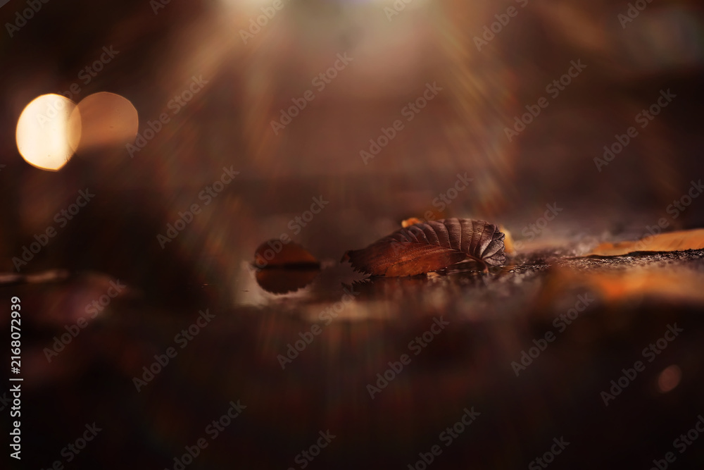 Naklejka premium Lively closeup of falling autumn leaves with vibrant backlight from the setting sun