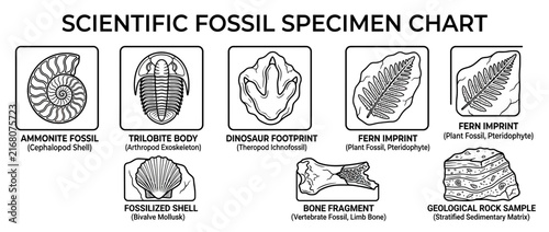 Scientific Fossil Specimen Chart, Educational Illustration