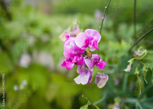 Cuadro en lienzo Bee pollinating pink broadleaf sweet pea flower cluster with green bokeh backgro