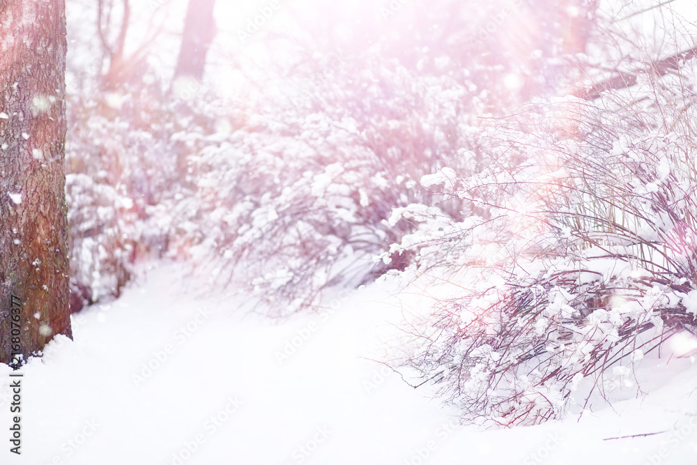 Fototapeta premium Tall trees under snow cover. January frosty day in winter park.