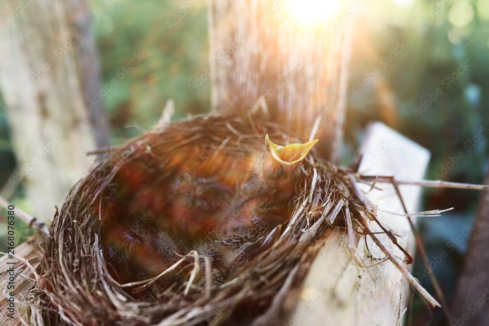 Naklejka premium Bird nest with chicks in the wild. Starling eggs and chicks.