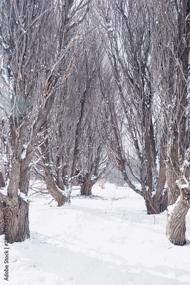 Fototapeta premium Winter forest landscape. Tall trees under snow cover. January frosty day in the park.
