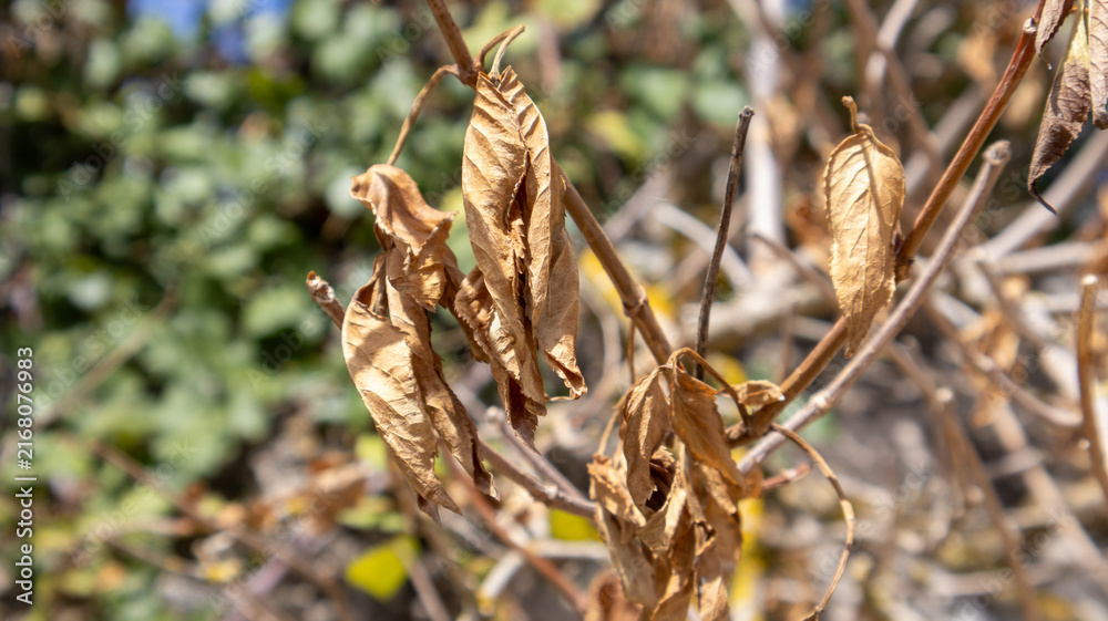 Fototapeta premium Ramas con hojas secas colgando en la naturaleza