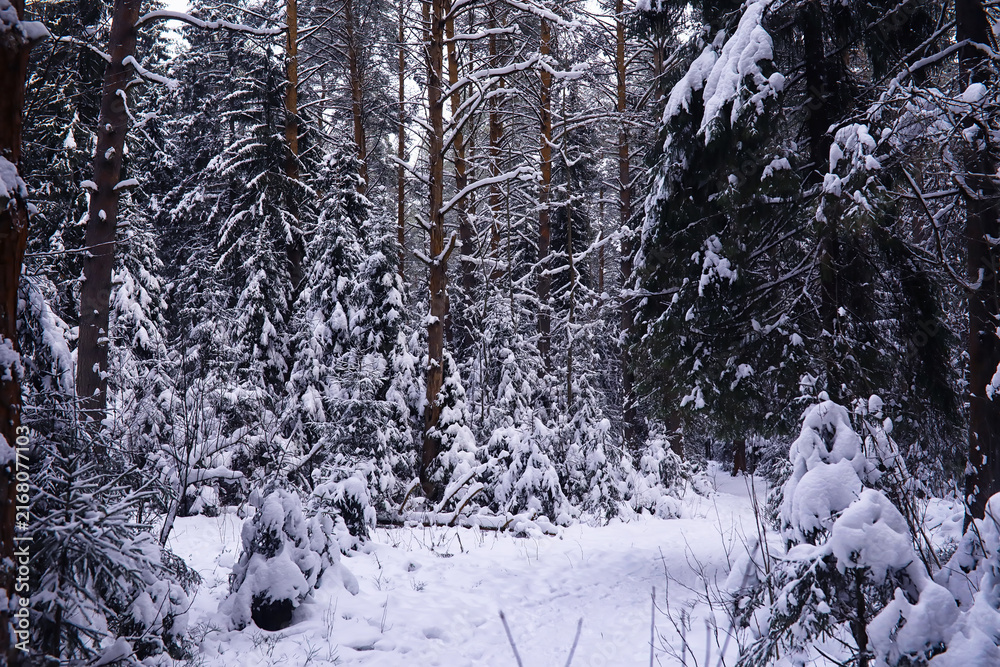 Fototapeta premium The forest is covered with snow. Frost and snowfall in the park. Winter snowy frosty landscape.