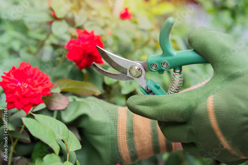 Obraz na plátně Gardener in gloves pruning delicate red rose with garden shears