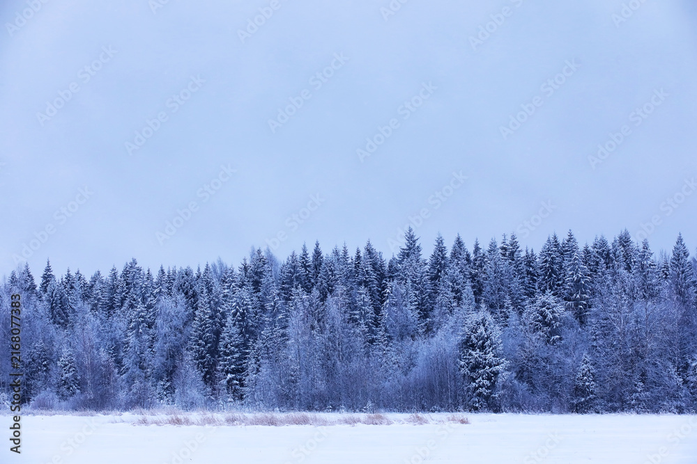 Fototapeta premium The forest is covered with snow. Frost and snowfall in the park. Winter snowy frosty landscape.