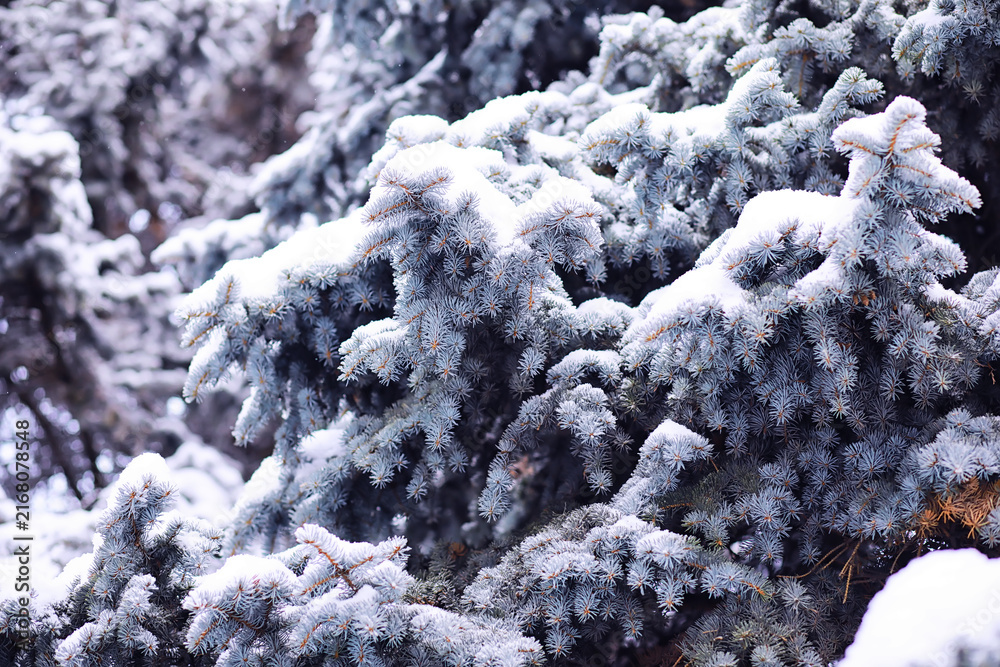 Fototapeta premium The forest is covered with snow. Frost and snowfall in the park. Winter snowy frosty landscape.