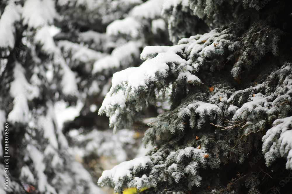 Fototapeta premium Winter snowy frosty landscape. The forest is covered with snow. Frost and fog in the park.