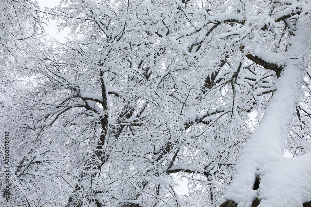 Fototapeta premium Winter snowy frosty landscape. The forest is covered with snow. Frost and fog in the park.