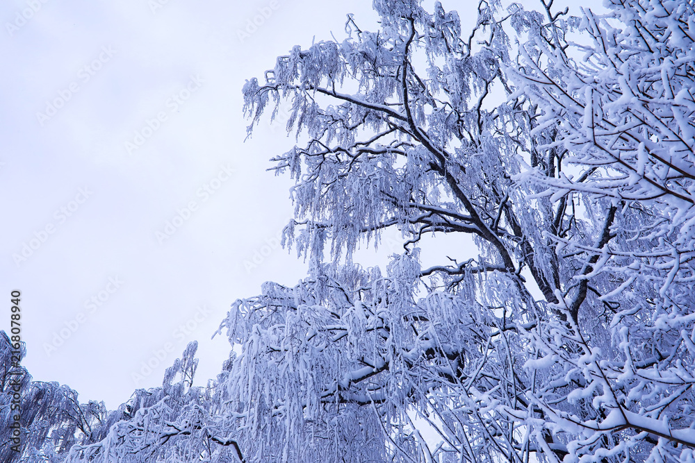 Fototapeta premium The forest is covered with snow. Frost and snowfall in the park. Winter snowy frosty landscape.