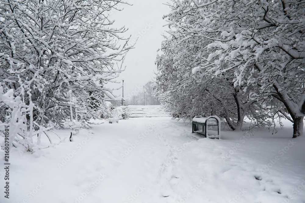 Fototapeta premium Serene Snow-Covered Pathway in a Winter Wonderland with Frosted Trees and Bench