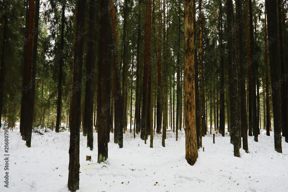 Fototapeta premium Winter snowy frosty landscape. The forest is covered with snow. Frost and fog in the park.
