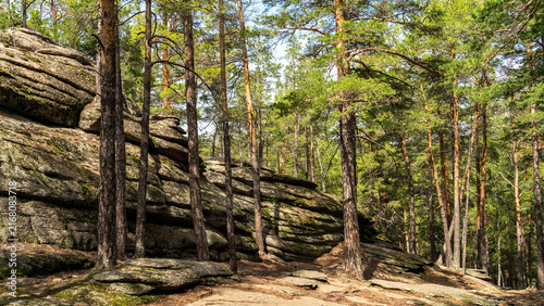 Rocks in a pine forest. A beautiful forest.