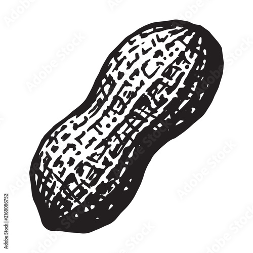 Hand drawn vintage peanut in shell vector illustration isolated on white background