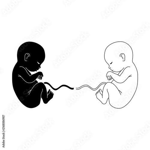 Human fetus silhouettes in black and outline style depicting prenatal development process isolated on white background