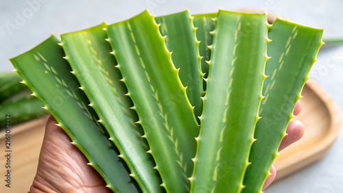 Fresh aloe vera leaves held in hand showing clear healing gel for natural skincare and wellness products