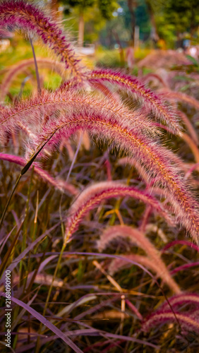 Bild auf Leinwand Pink Purple Fountain Grass Pennisetum in Golden Hour