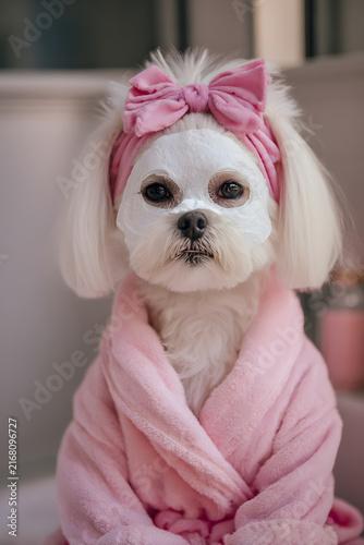 Cute white Maltese dog with pink bow on head in pink bathrobe