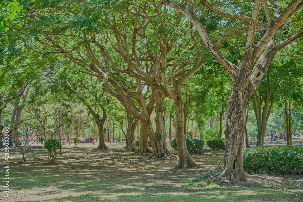 Fototapeta premium peaceful garden under tall leafy trees