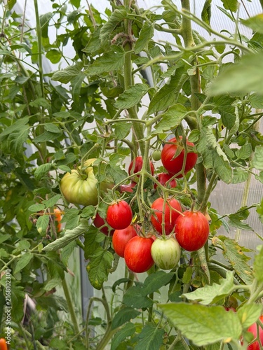 Bild auf Leinwand Tomato plants with ripe red and green tomatoes in a greenhouse