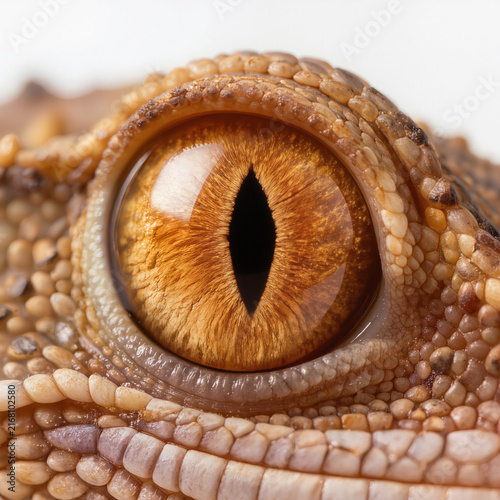 Macro Closeup of Lizard Reptile Eye with Golden Amber Iris