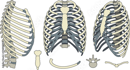 Foto Human rib cage and thoracic cavity anatomy vector illustration set showing front