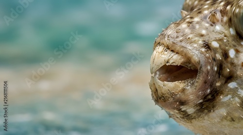 A wild pufferfish showing sharp teeth resting near the sandy ocean shore as waves gently wash over its scales while the creature observes the surrounding marine environment within the salt water