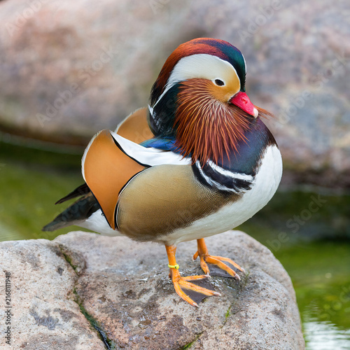 Принти на полотні A close-up portrait of a male Mandarin Duck in full breeding plumage, standing on a wet rock at the edge of water