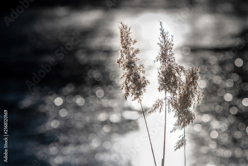 feather duster of reeds on a bokeh of waves
