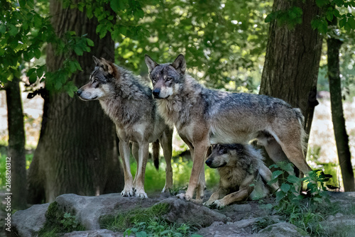 grey wolf in a pack