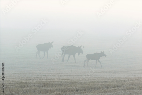 Bull Moose with a cow and a calf on a foggy field at dawn