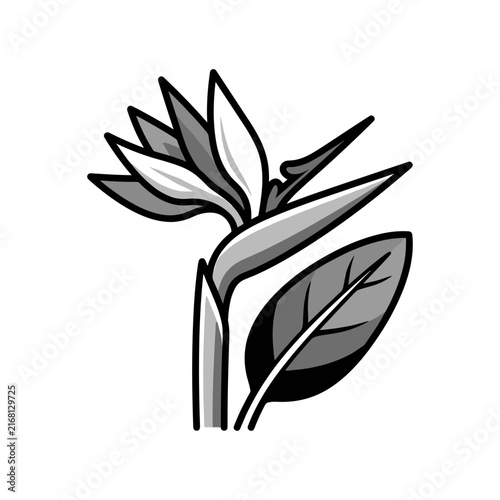 Bird of Paradise Flower Illustration.