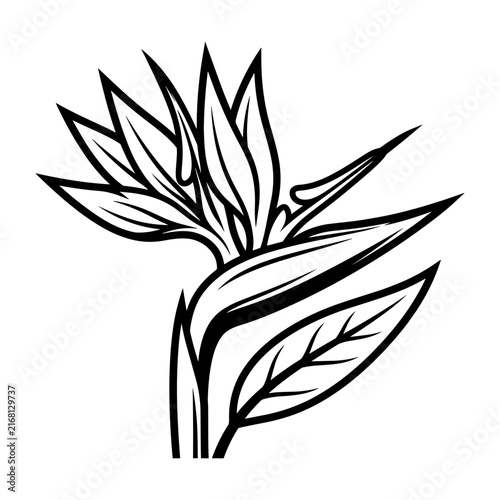 Bird of Paradise Flower Line Art Illustration.