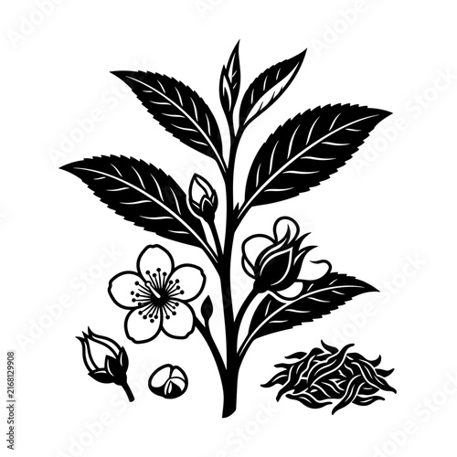 Black and white illustration of a tea plant with leaves buds and flower.