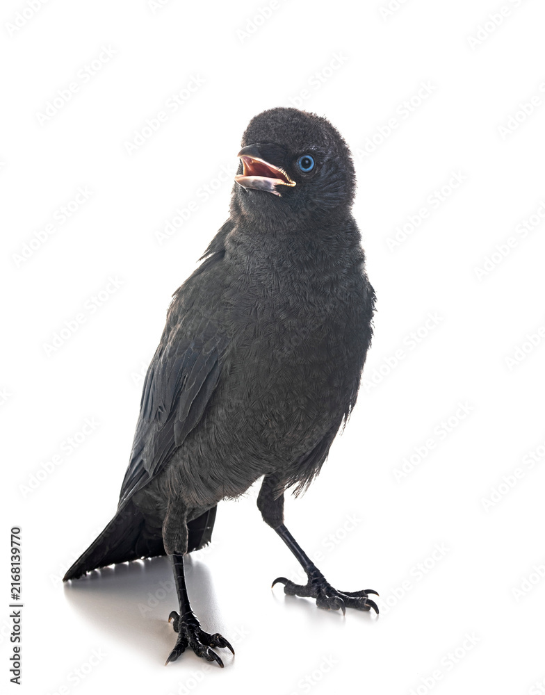 Naklejka premium jackdaw in studio