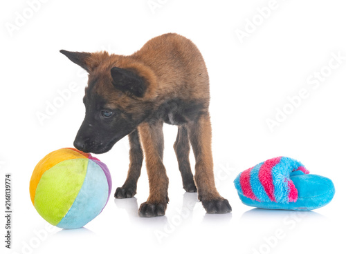 Cuadro en lienzo puppy belgian shepherd