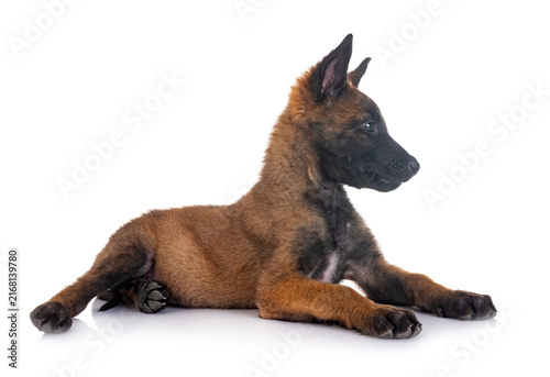 Bild auf Leinwand puppy belgian shepherd
