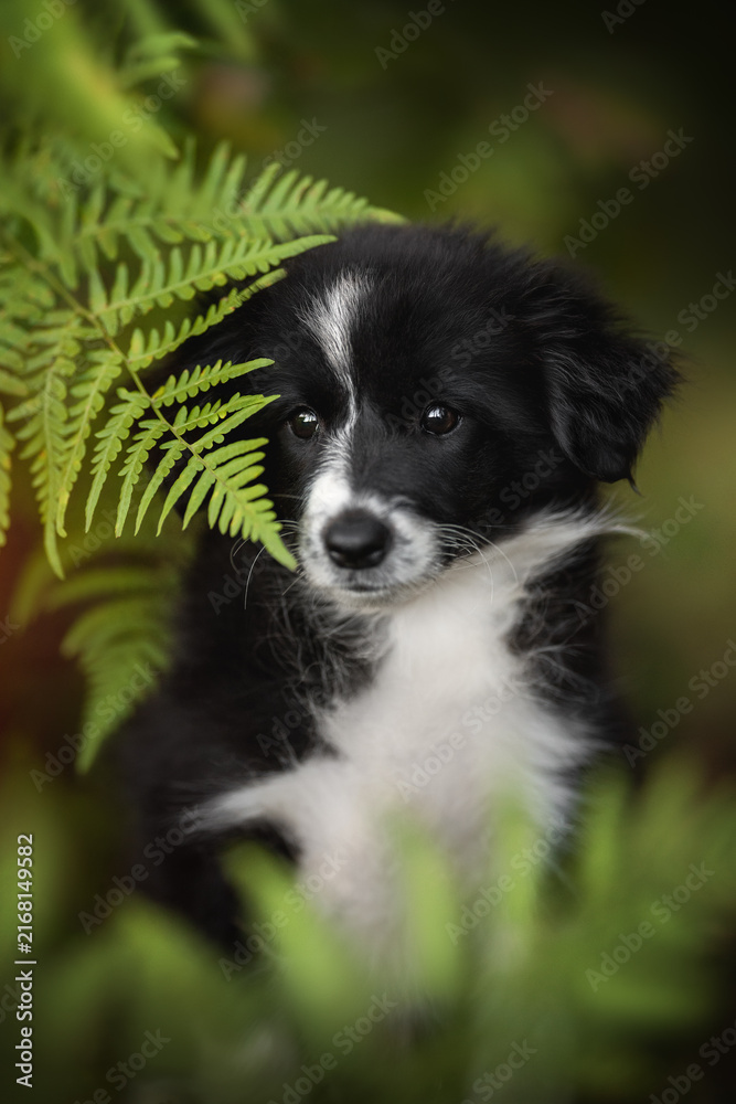 Fototapeta premium Small black and white Border collie puppy resting behind green leaves in a woodland area during a peaceful afternoon while observing surroundings
