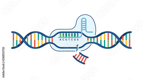 Naklejka DNA replication and transcription process, genetic code, biotechnology concept