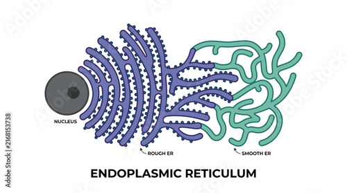Endoplasmic Reticulum Diagram: Rough ER, Smooth ER, Nucleus - Isolated