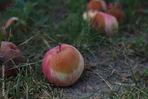 Konstfotografi lots of rotten, spoiled apples in the grass