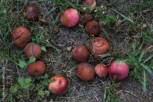 Obraz na płótnie lots of rotten, spoiled apples in the grass
