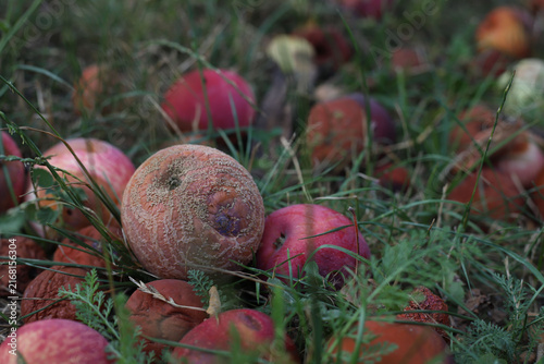 фотографія lots of rotten, spoiled apples in the grass