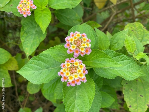 Bild auf Leinwand Colorful Lantana Camara Flowers Blooming with Green Leaves